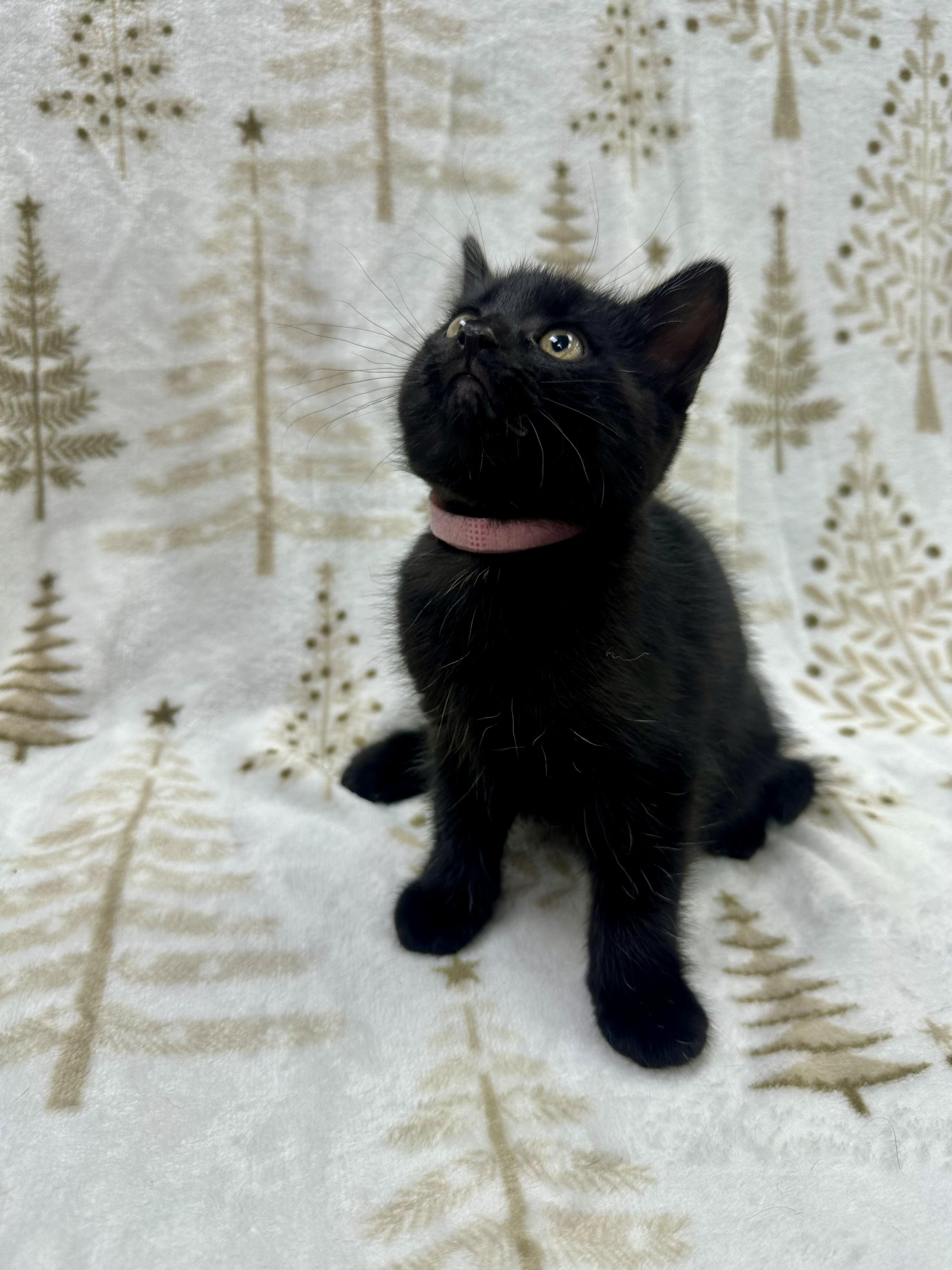 Enlarge Dori, a Adoptable Domestic Short Hair in Columbus, OH image 5/6