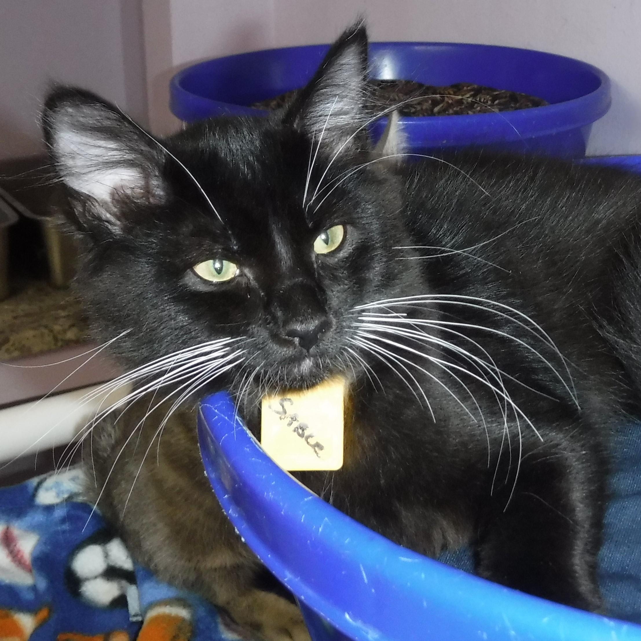 Sable - Playful and Social, Adoptable, Young Male Domestic Short Hair.