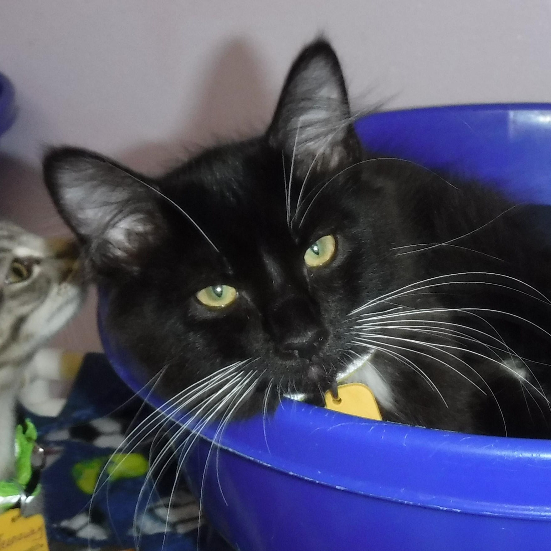 Sable - Playful and Social