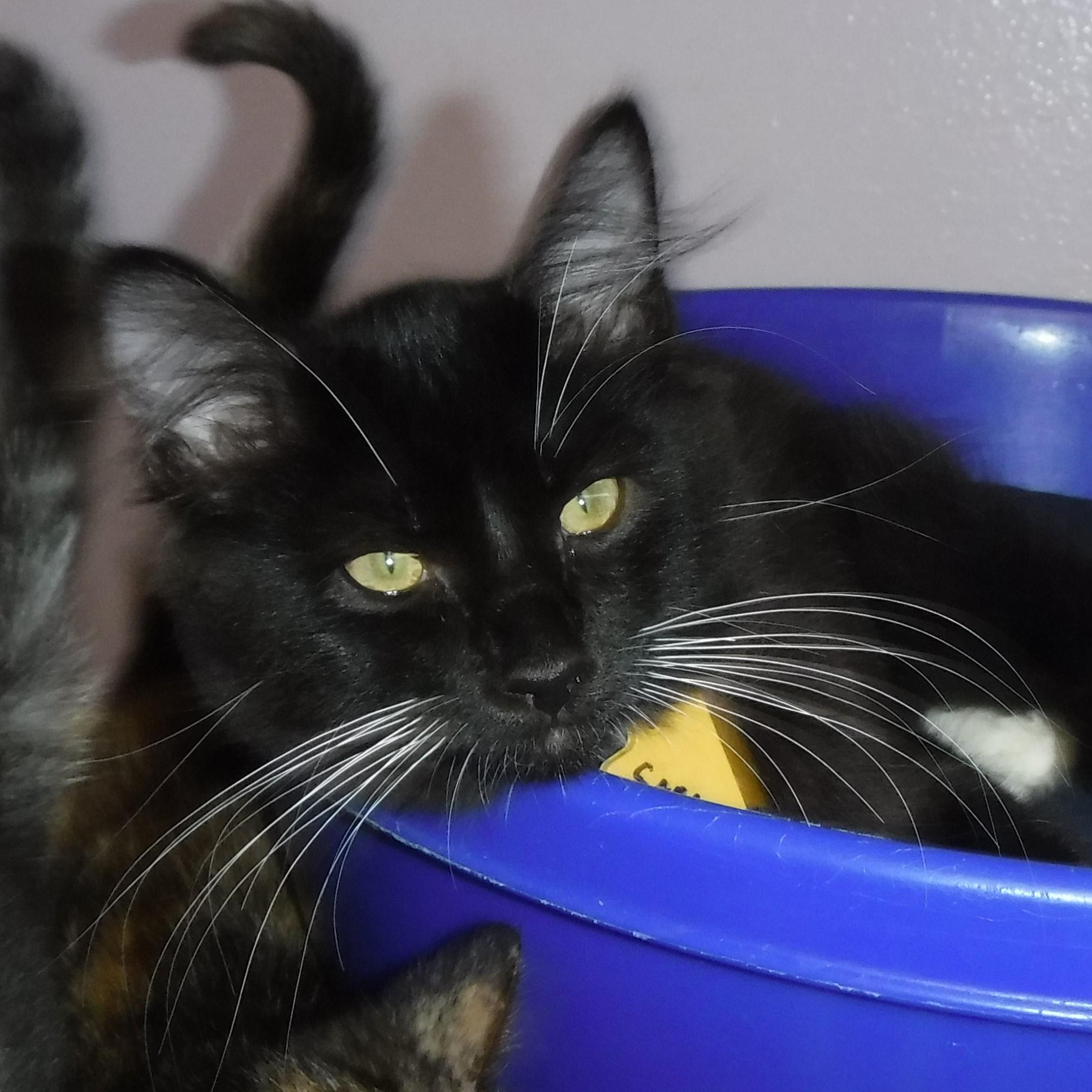 Sable - Playful and Social