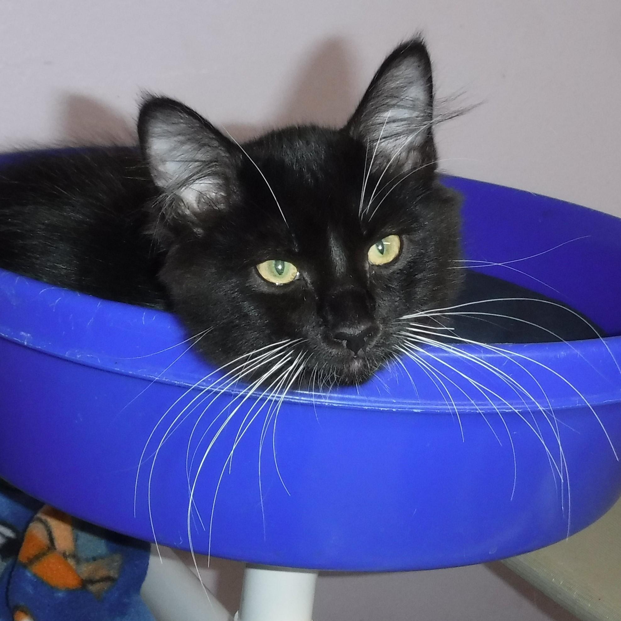 Sable  Playful And thumbnail 4