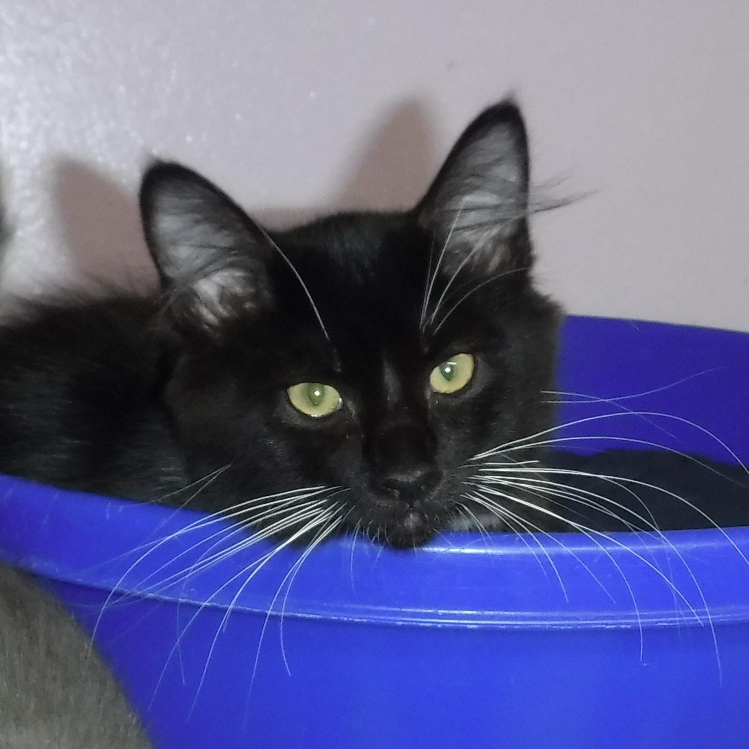 Sable - Playful and Social