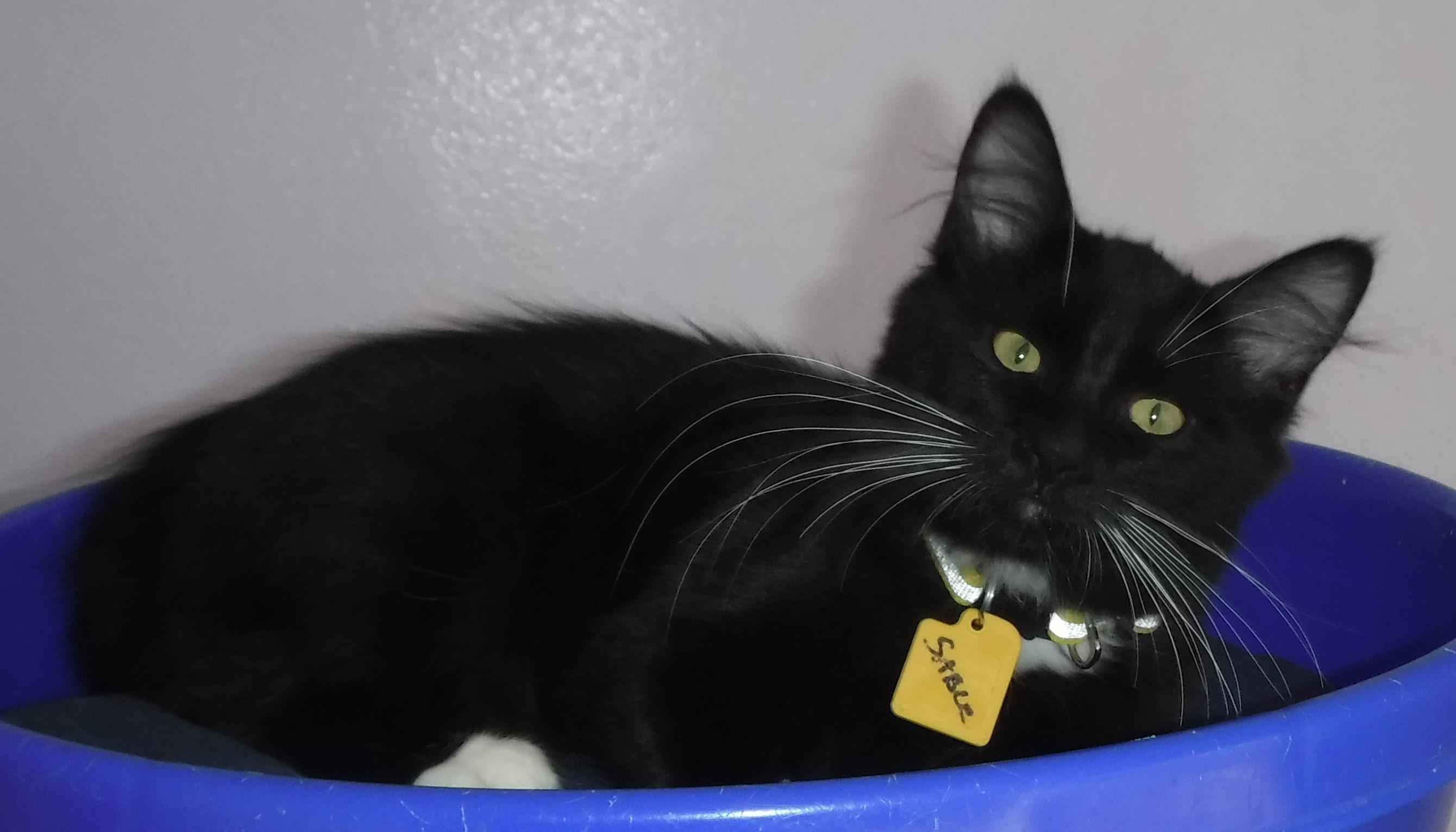 Sable - Playful and Social, a Adoptable mixed breed in Hoquiam, WA image 2/6