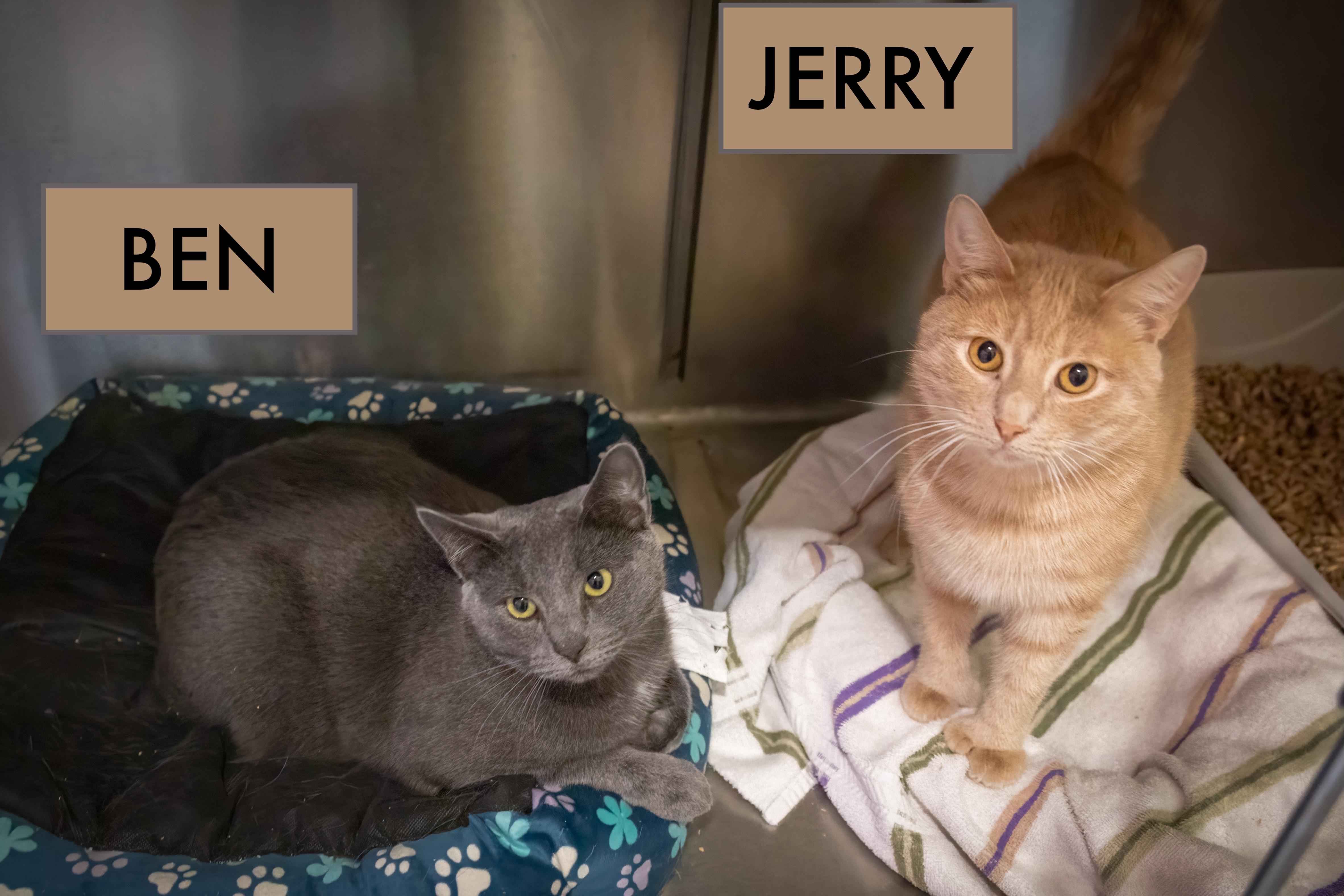 Bonded:Ben & Jerry (FCID 12/11/24-533,530 Trainer)