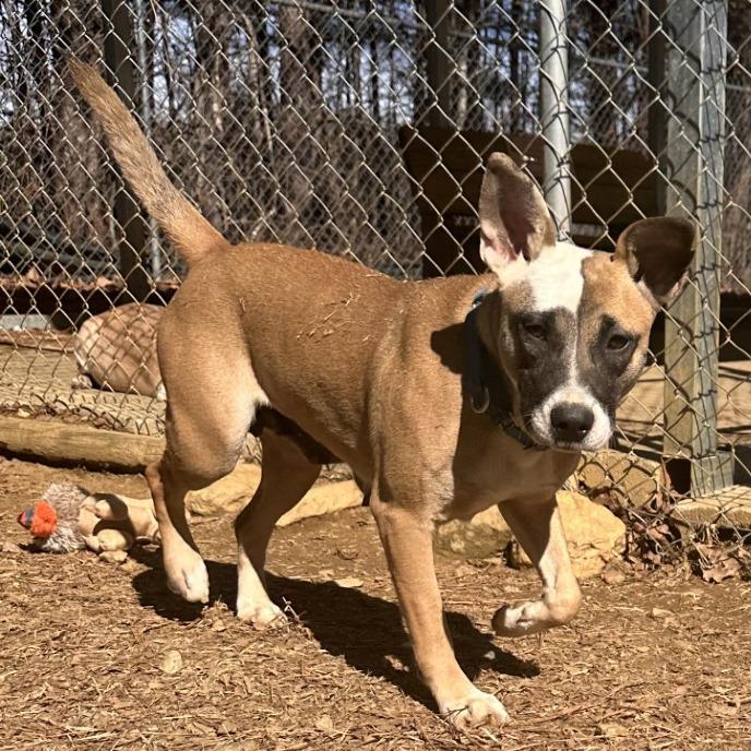 Enlarge Joy, a Adoptable Mixed Breed in Blue Ridge, GA image 1/5