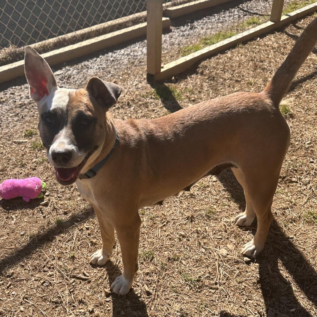 Enlarge Joy, a Adoptable Mixed Breed in Blue Ridge, GA image 2/5