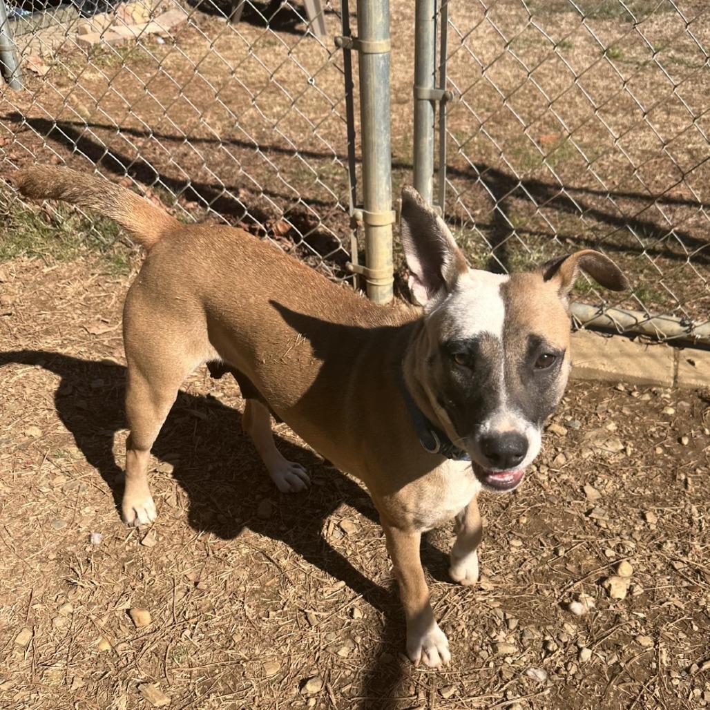 Enlarge Joy, a Adoptable Mixed Breed in Blue Ridge, GA image 3/5