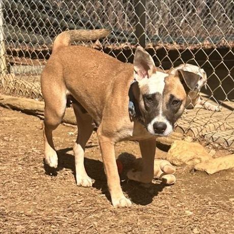 Enlarge Joy, a Adoptable Mixed Breed in Blue Ridge, GA image 4/5