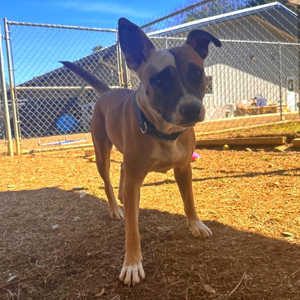 Enlarge Joy, a Adoptable Mixed Breed in Blue Ridge, GA image 5/5