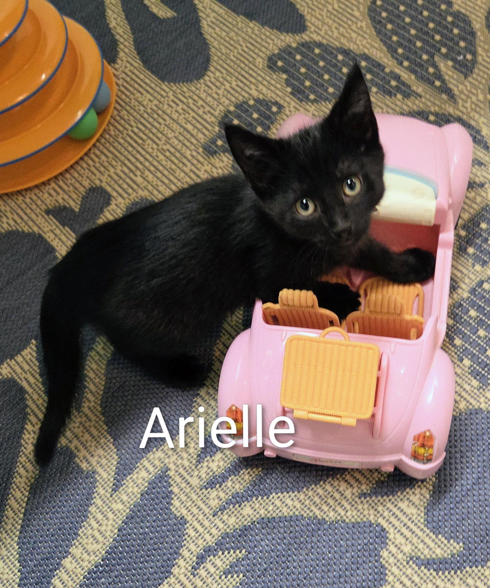 Enlarge Ariel Kitten, a Adoptable Domestic Short Hair in Allentown, PA image 1/3