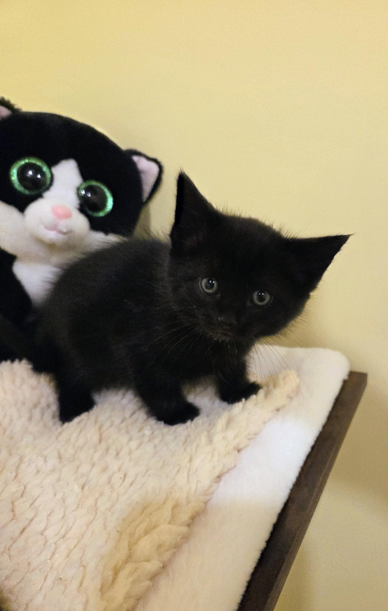 Enlarge Ariel Kitten, a Adoptable Domestic Short Hair in Allentown, PA image 2/3