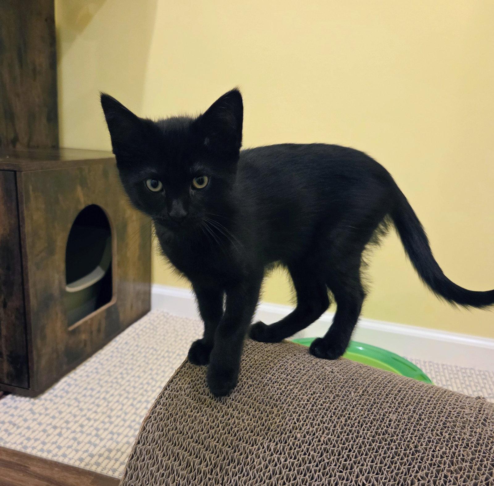 Enlarge Ariel Kitten, a Adoptable Domestic Short Hair in Allentown, PA image 3/3