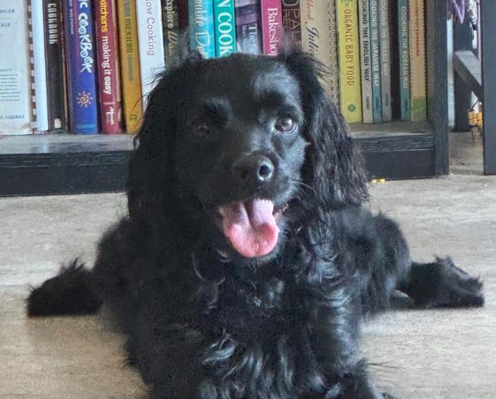 Enlarge Finn, a Adoptable Cocker Spaniel in Scottsdale, AZ image 1/1