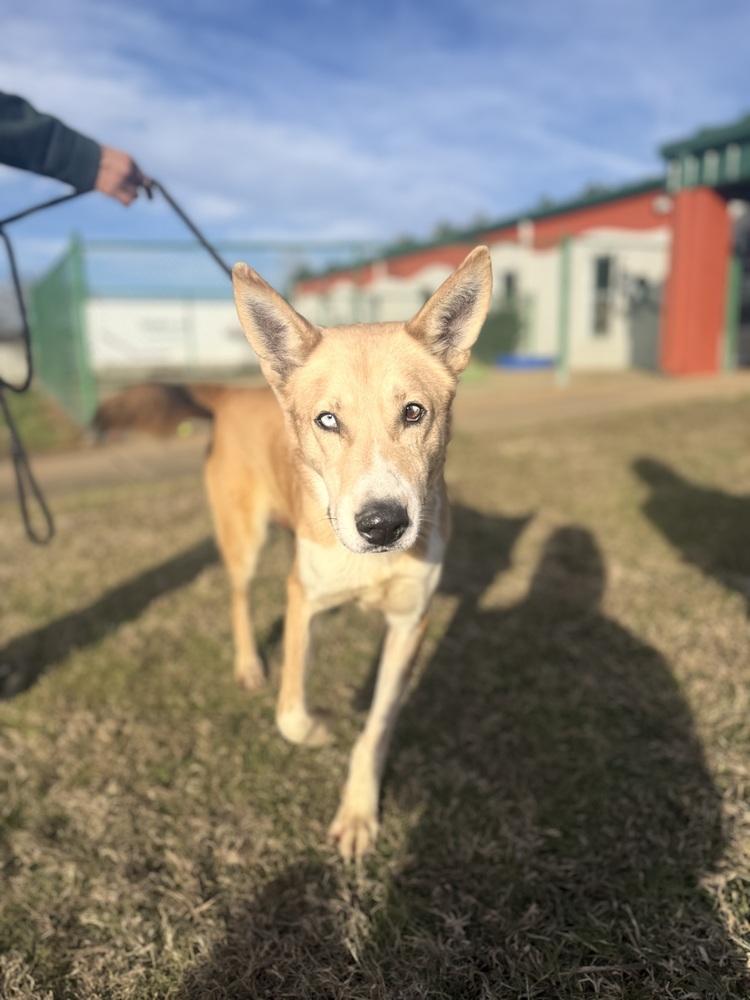 Ricky 25D-293, Adoptable, Adult Male Husky.