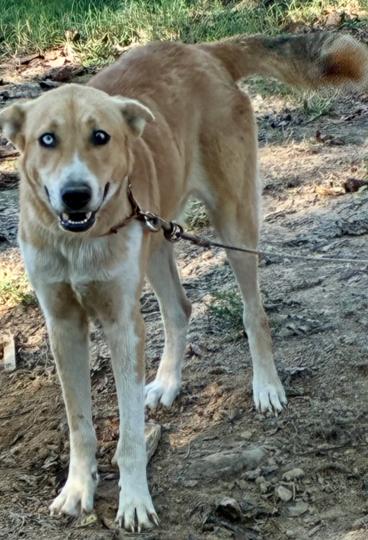 Ricky 25D-293, Adoptable, Adult Male Husky.