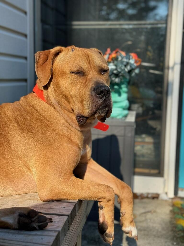Enlarge Bowser, a Adoptable mixed breed in Auburn, GA image 2/6