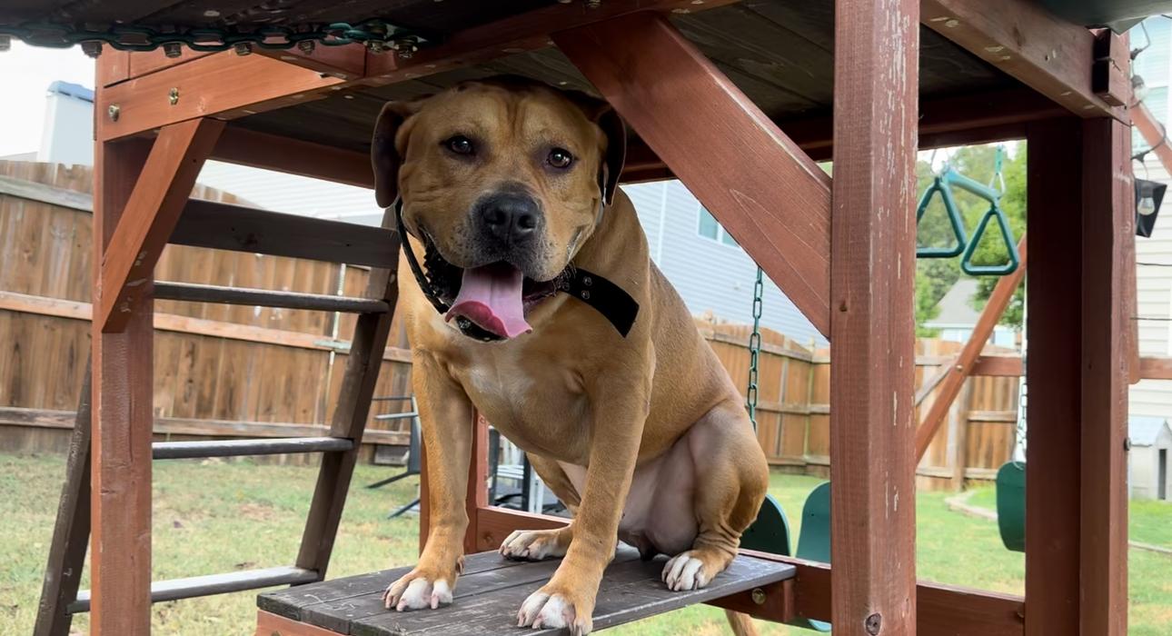 Bowser, a Adoptable mixed breed in Auburn, GA image 1/6