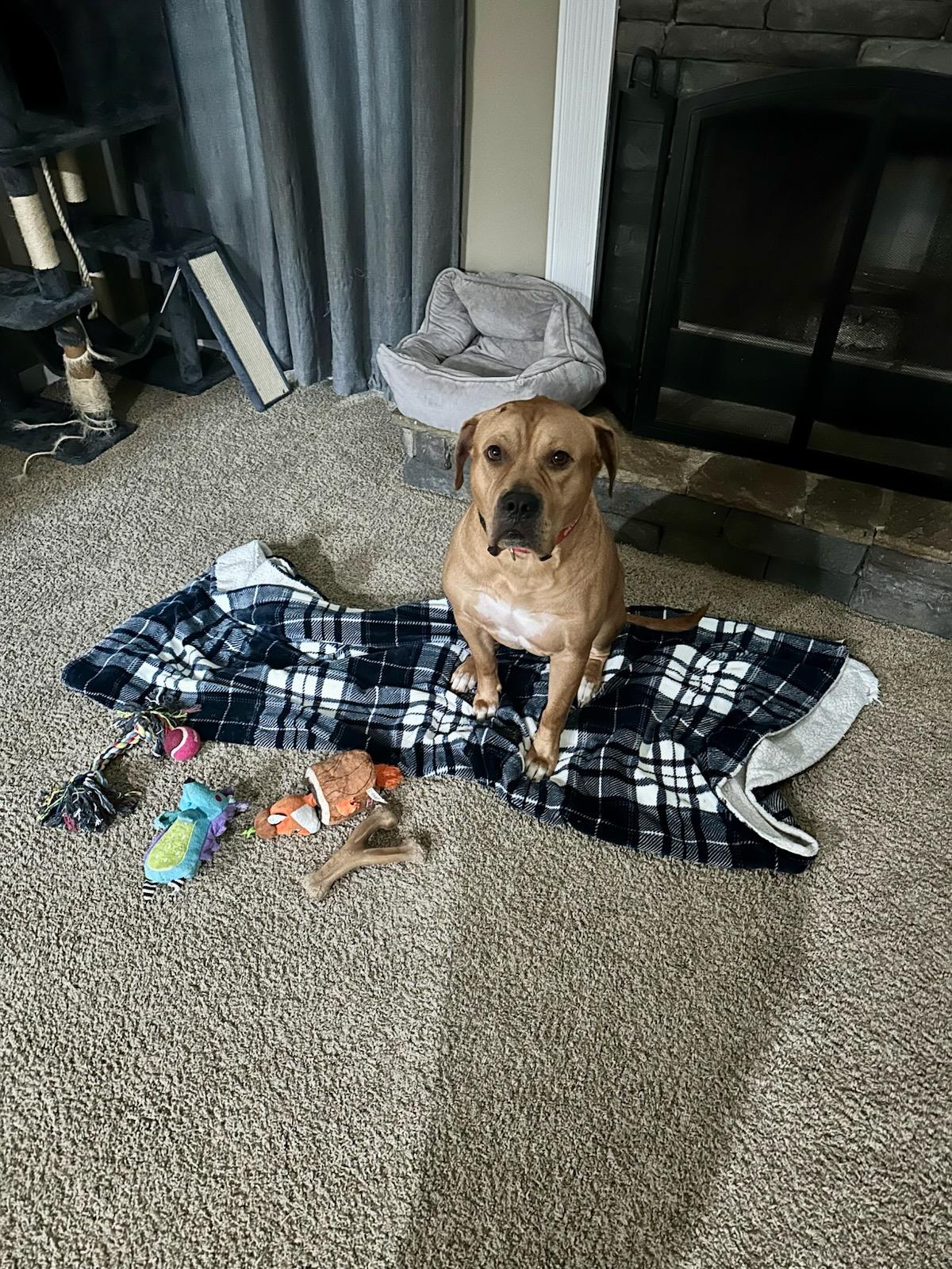 Bowser, a Adoptable mixed breed in Auburn, GA image 3/6