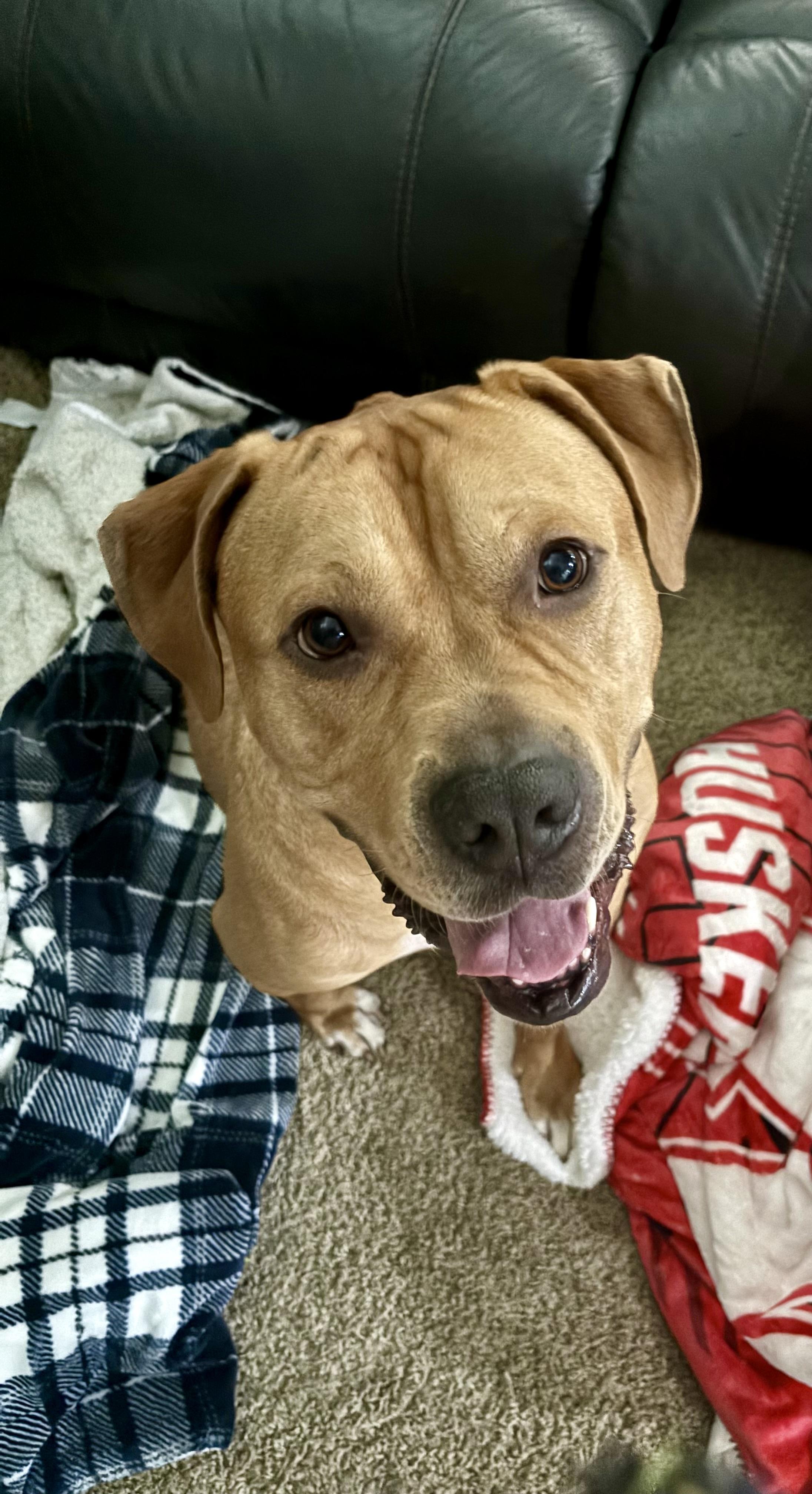 Bowser, Adoptable, Adult Male American Bulldog & American Staffordshire Terrier.