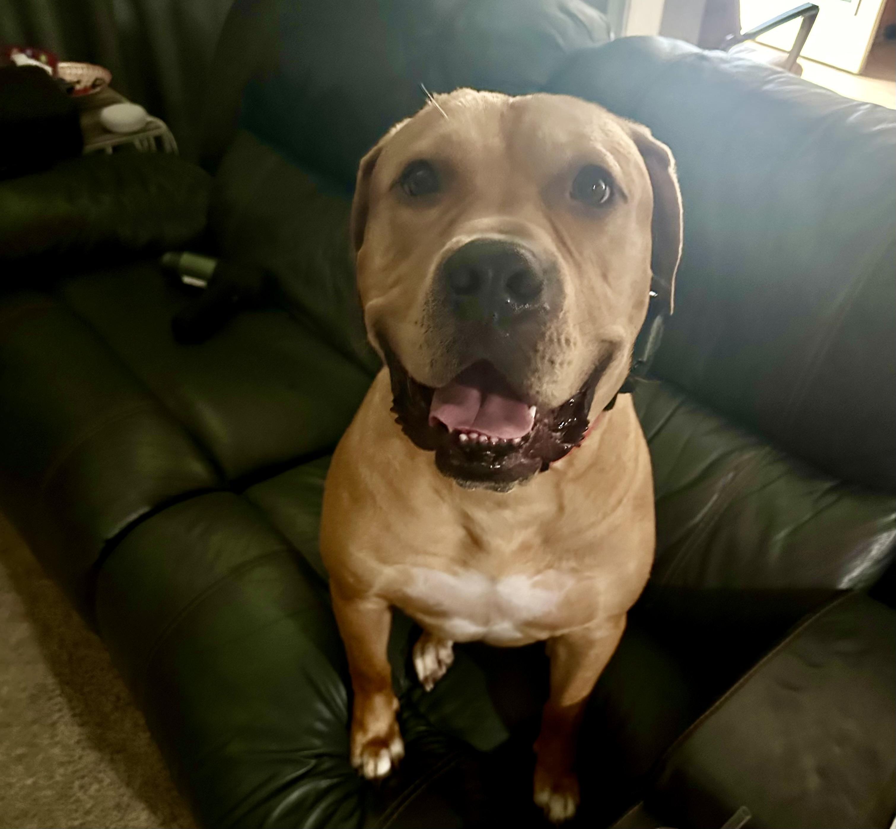 Bowser, a Adoptable mixed breed in Auburn, GA image 5/6