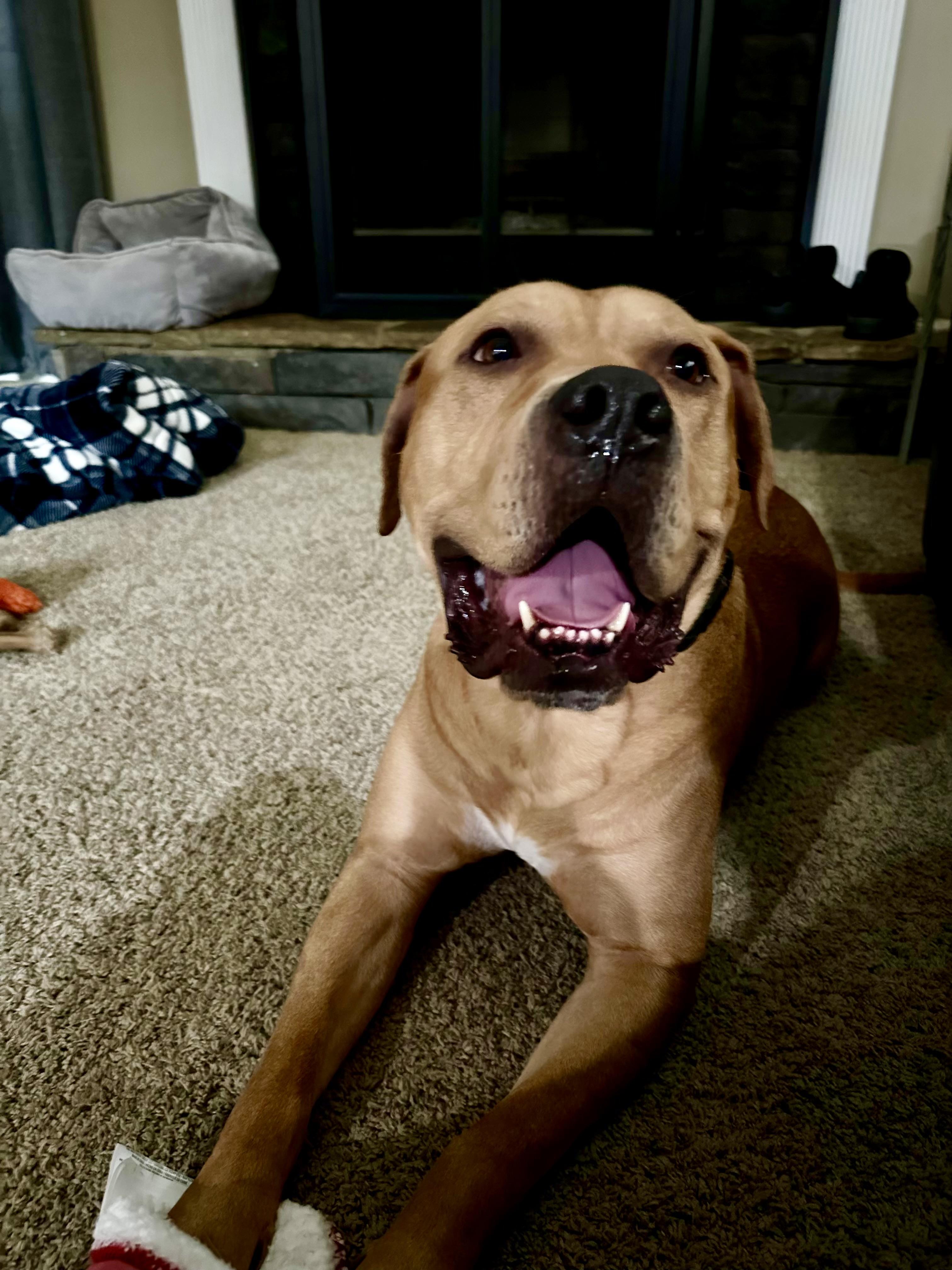 Bowser, a Adoptable mixed breed in Auburn, GA image 4/6