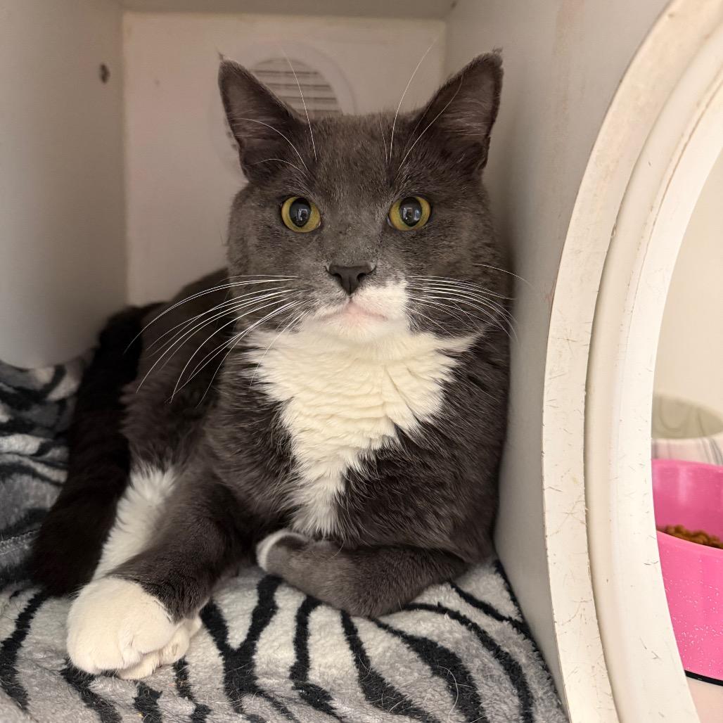 Bam Bam, Adoptable, Adult Male Domestic Short Hair.