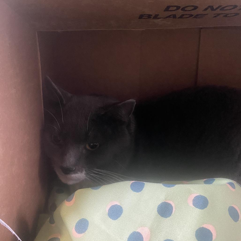 Enlarge Bam Bam, a Adoptable Domestic Short Hair in Philadelphia, PA image 1/1