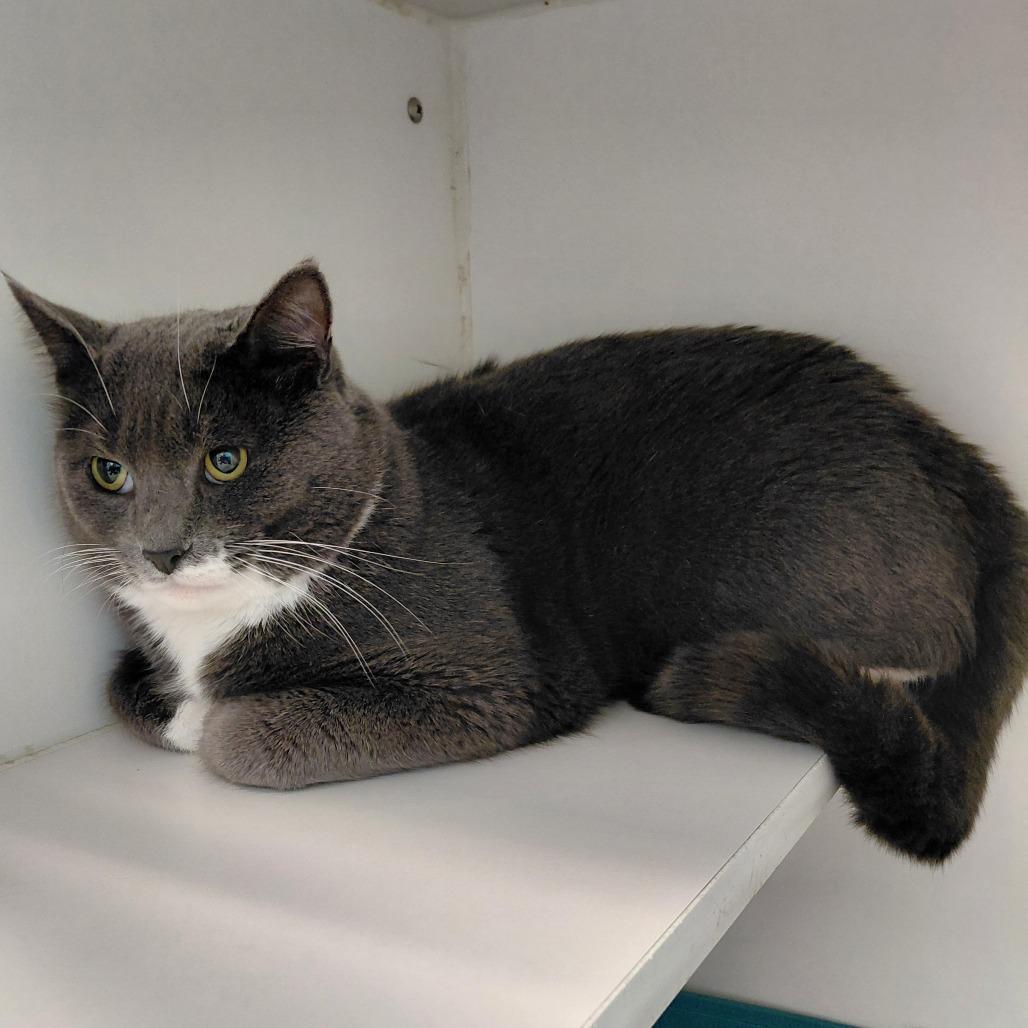 Bam Bam, Adoptable, Adult Male Domestic Short Hair.