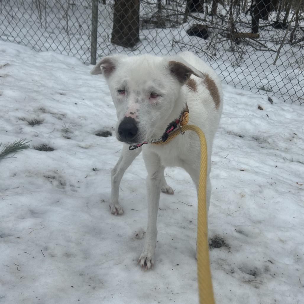 Enlarge Nova, a Adoptable mixed breed in Greenville, PA image 1/6