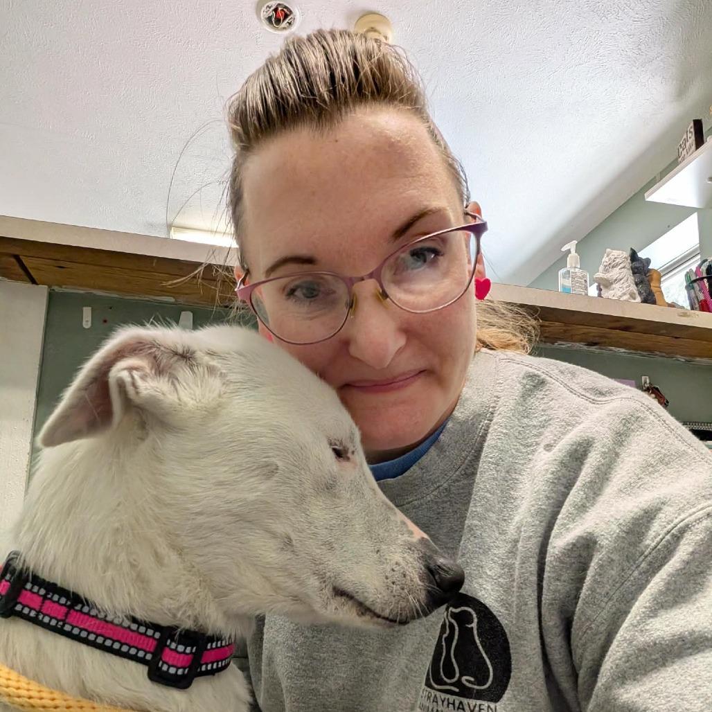 Nova, Adoptable, Adult Female Border Collie & Mixed Breed.