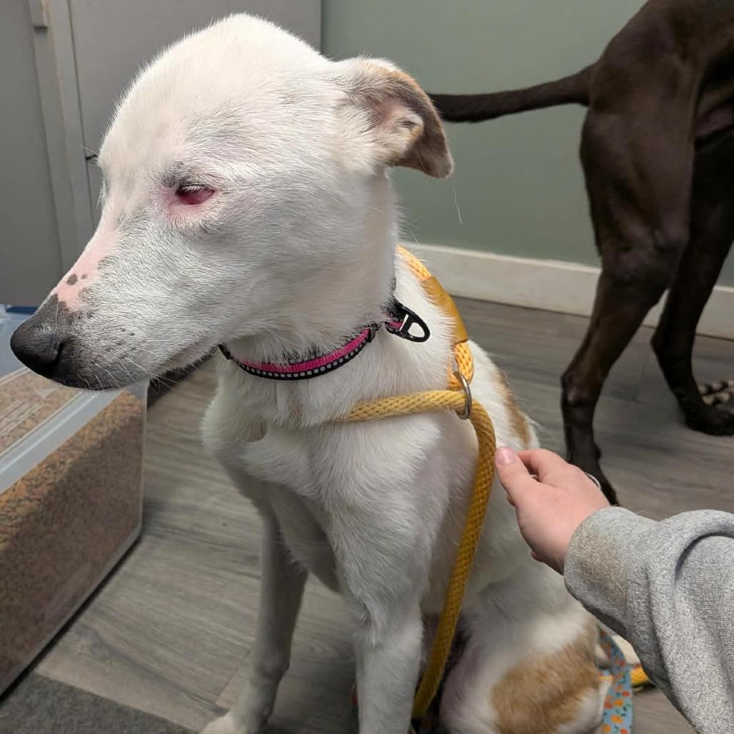 Enlarge Nova, a Adoptable mixed breed in Greenville, PA image 3/6