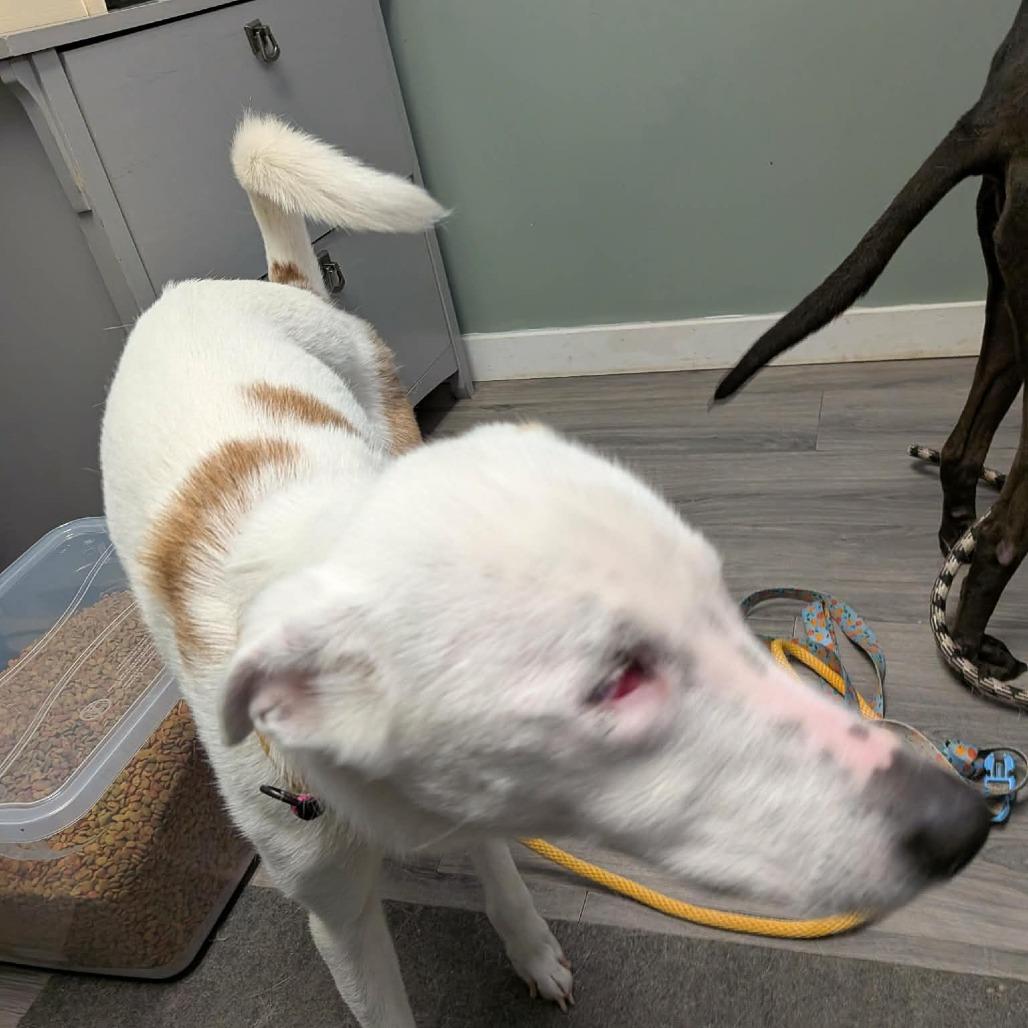 Enlarge Nova, a Adoptable mixed breed in Greenville, PA image 4/6