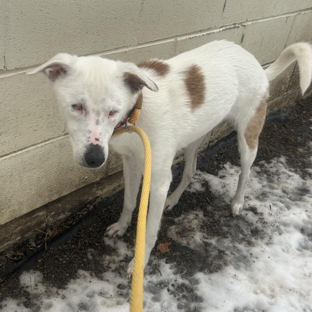 Enlarge Nova, a Adoptable mixed breed in Greenville, PA image 5/6