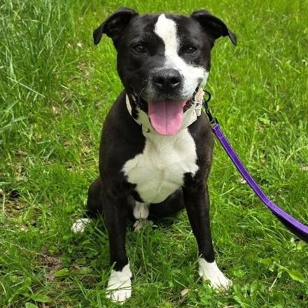 Fuzzles, ADOPTABLE, Young Male Boxer & Pit Bull Terrier.
