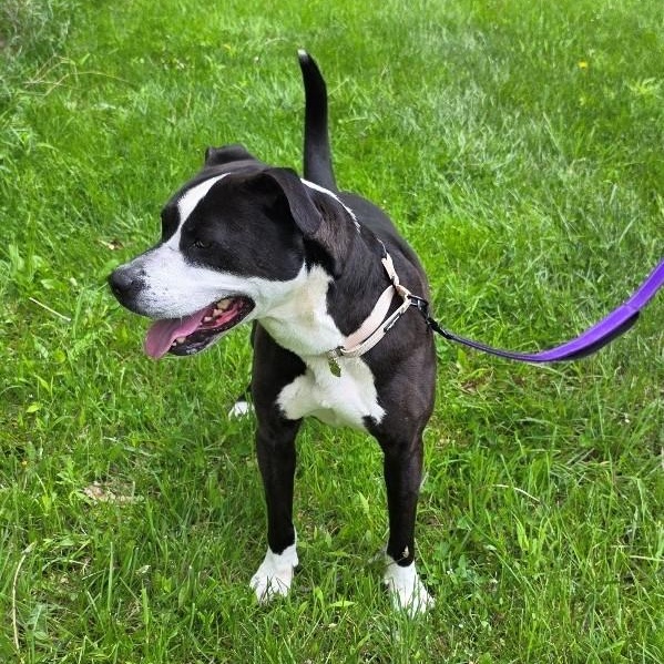 Enlarge Fuzzles, a ADOPTABLE mixed breed in Grafton, OH image 2/3