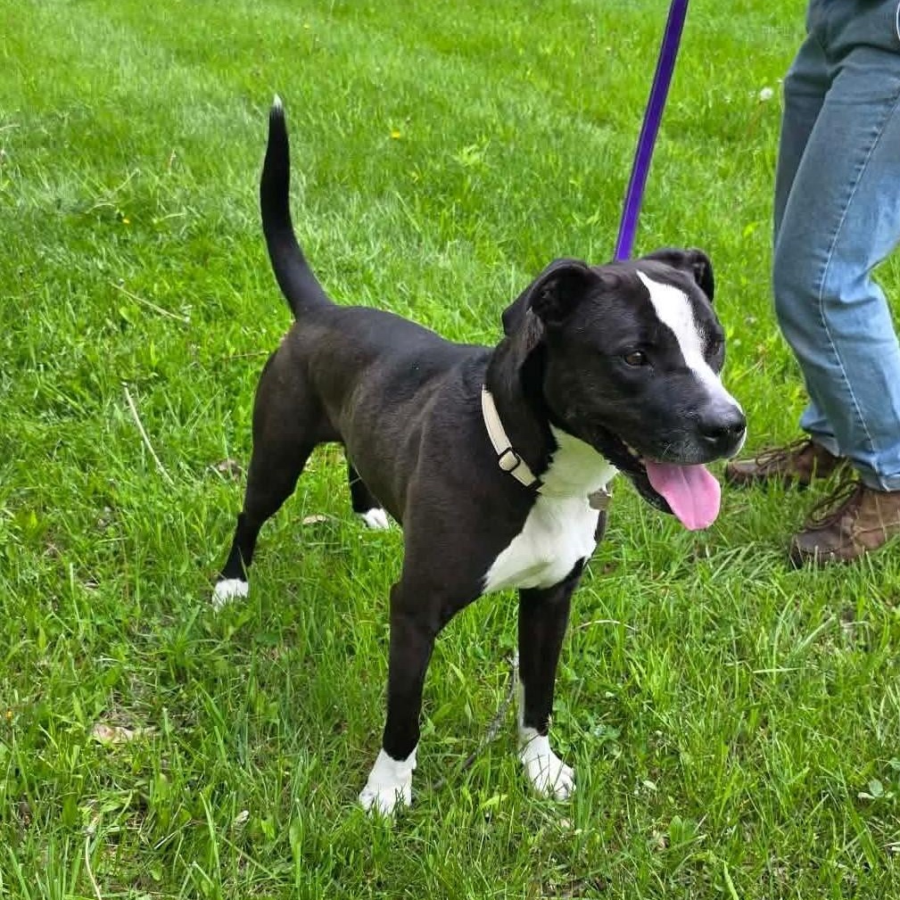 Enlarge Fuzzles, a ADOPTABLE mixed breed in Grafton, OH image 3/3