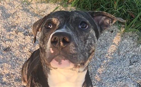 FONZY, Adoptable, Young Male Hound.