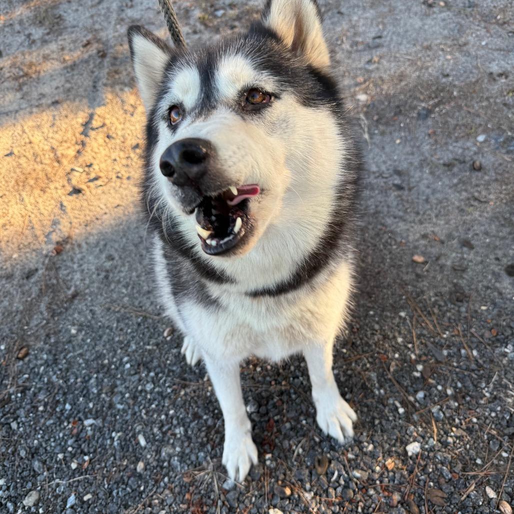Midnight, Adoptable, Adult Female Husky.