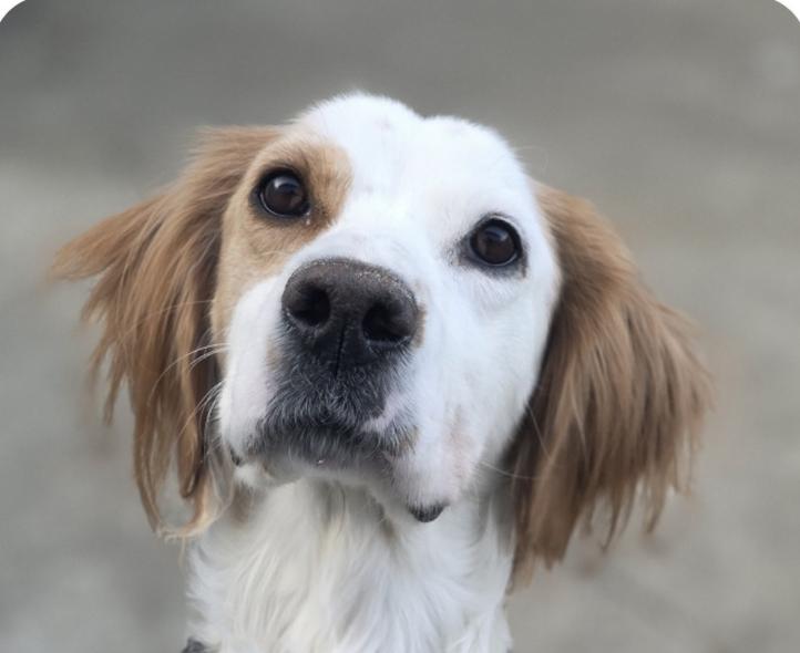 Luen, adopted, Adult Female Brittany Spaniel.
