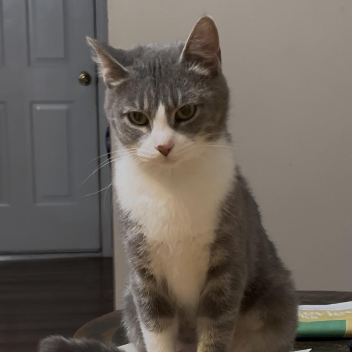 Enlarge Kiwi, a ADOPTABLE Domestic Short Hair in Bentonville, AR image 1/1