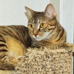 Whimsey--Comes with Vet Care Support for Life!, a Adoptable Domestic Short Hair in Green Valley, AZ image 1/6