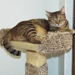 Whimsey--Comes with Vet Care Support for Life!, a Adoptable Domestic Short Hair in Green Valley, AZ image 3/6