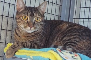 Whimsey--Comes with Vet Care Support for Life! — thumbnail 3