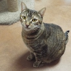 Whimsey--Comes with Vet Care Support for Life! — thumbnail 4