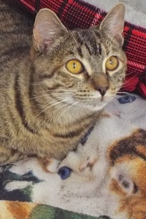 Whimsey--Comes with Vet Care Support for Life! — thumbnail 5