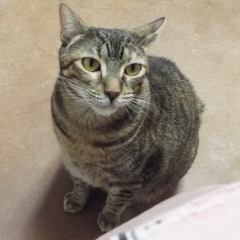 Whimsey--Comes with Vet Care Support for Life!, a Adoptable Domestic Short Hair in Green Valley, AZ image 6/6