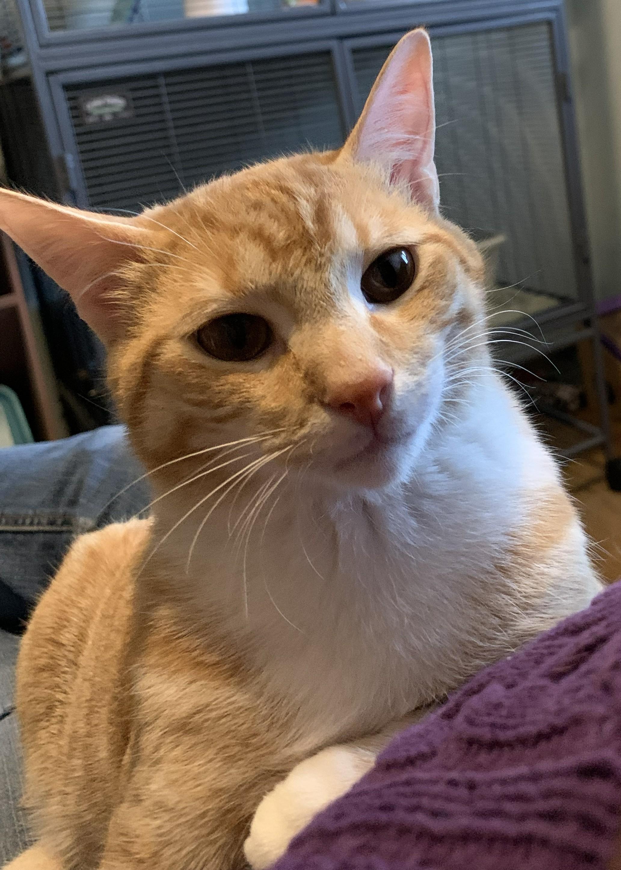Ruffles26, a ADOPTABLE Domestic Short Hair in Milwaukee, WI image 3/5