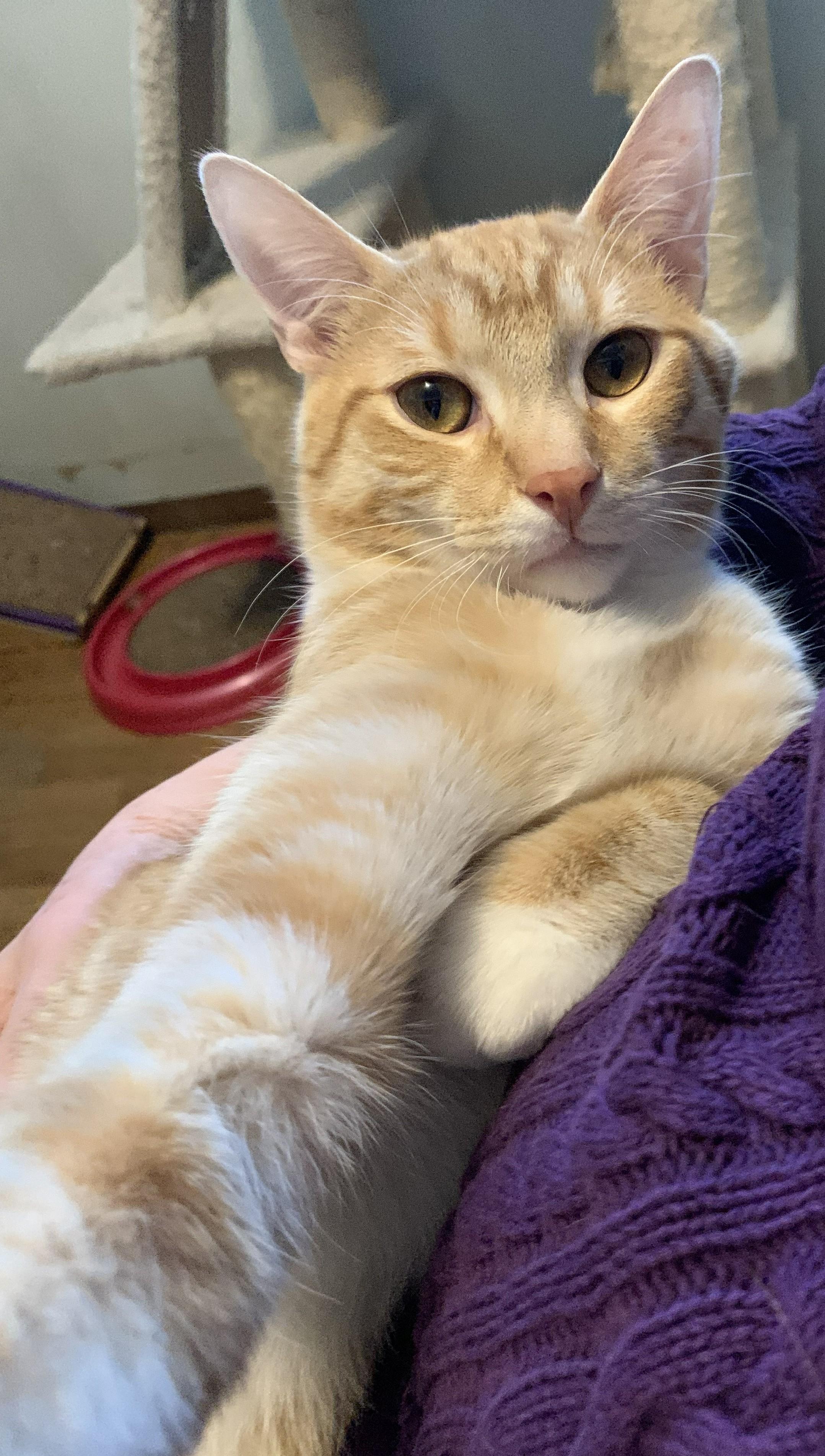 Ruffles26, a ADOPTABLE Domestic Short Hair in Milwaukee, WI image 5/5