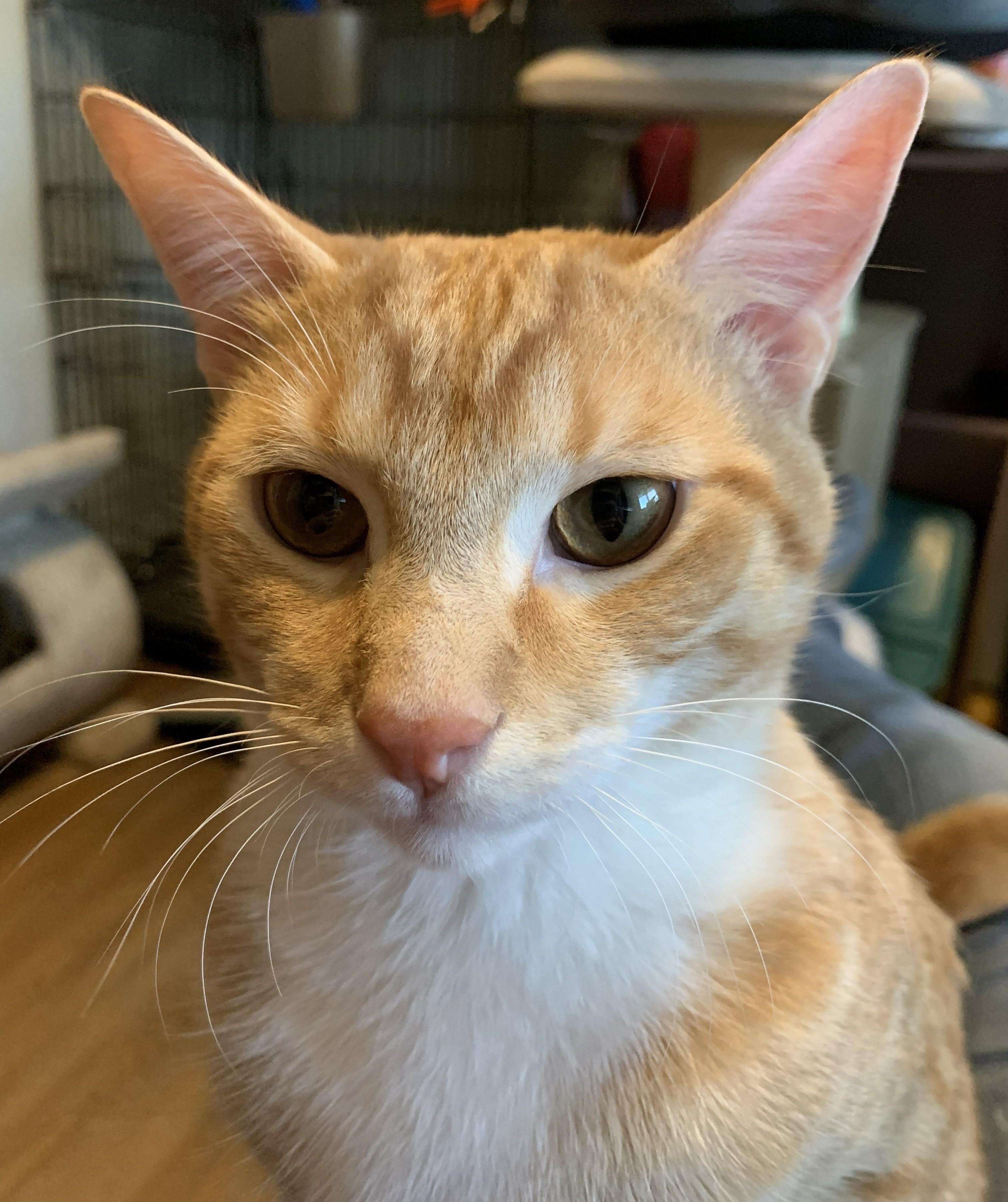 Ruffles26, ADOPTABLE, Young Male Domestic Short Hair.