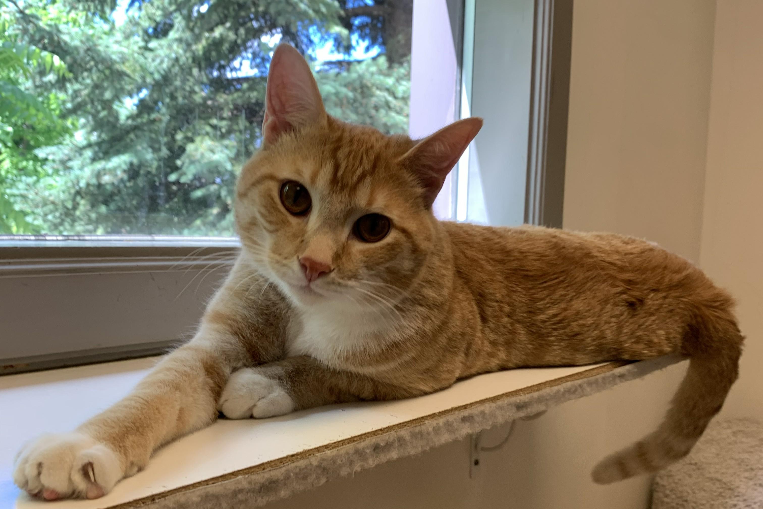Ruffles26, a ADOPTABLE Domestic Short Hair in Milwaukee, WI image 2/5